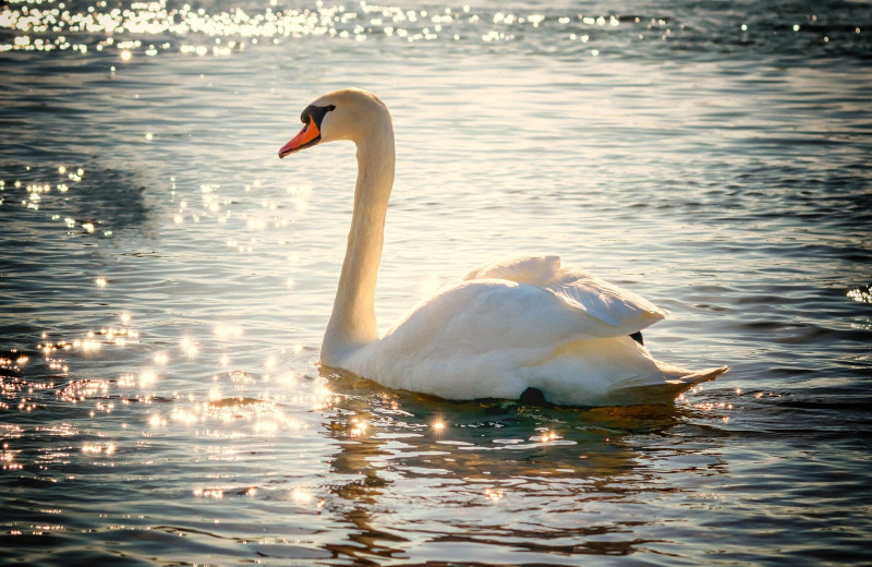 Swan at Sandbanks Summer Village Cottage Resort.