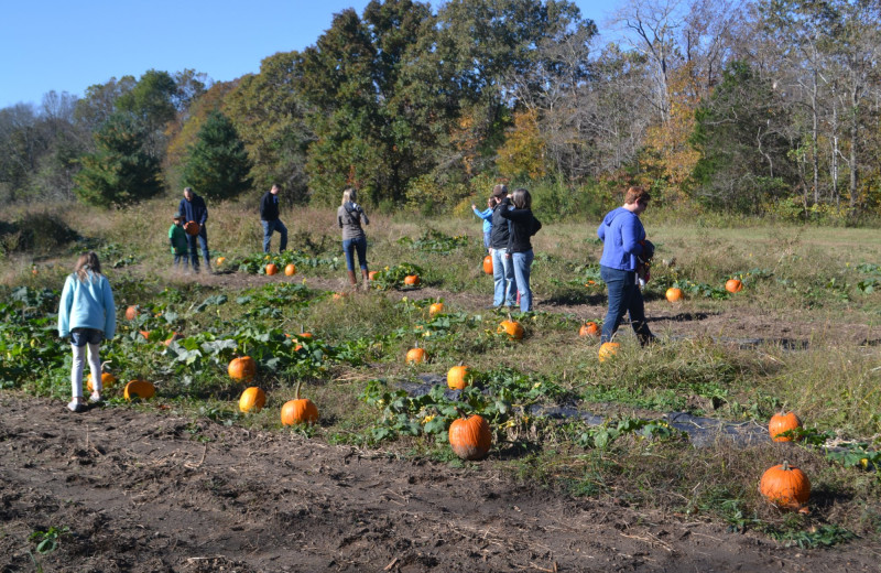 Pumpkins at YMCA Trout Lodge & Camp Lakewood.