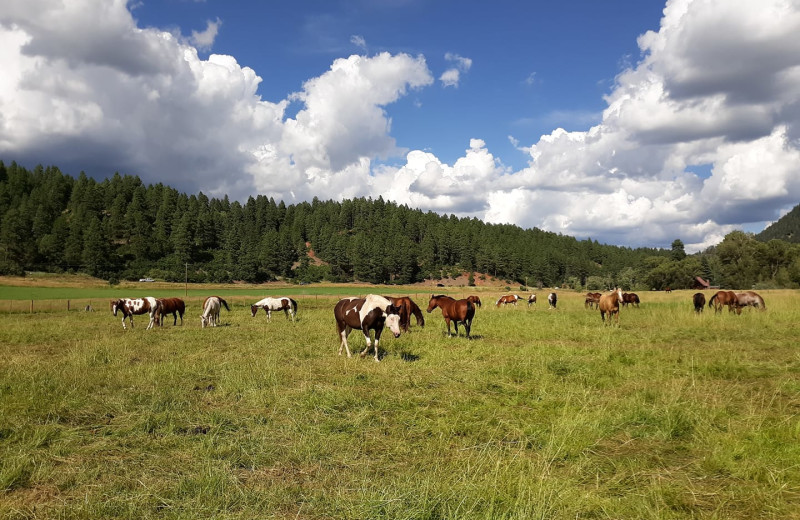 Horses at Colorado Trails Ranch.