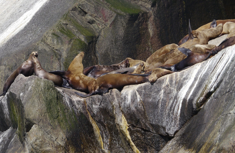 Seals at Gwin's Lodge & Kenai Peninsula Charter Booking Service.