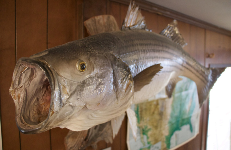 Taxidermy fish at Tanglewood Lodge.