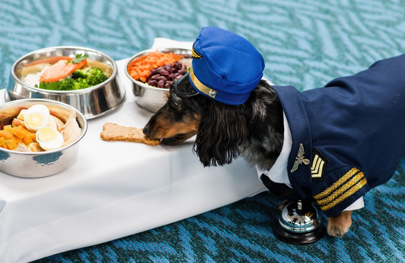 Pets welcome at The Fairmont Vancouver Airport.