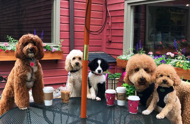Pets welcome at Emerson Resort