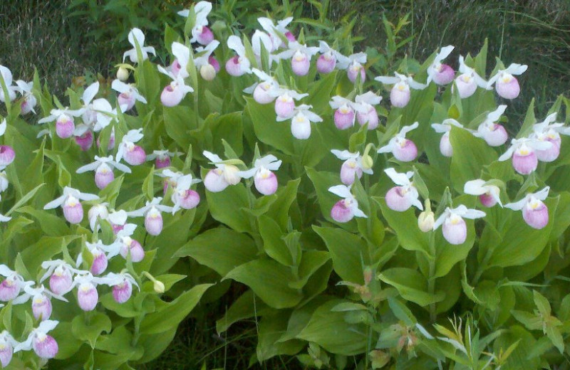 Lady Slippers