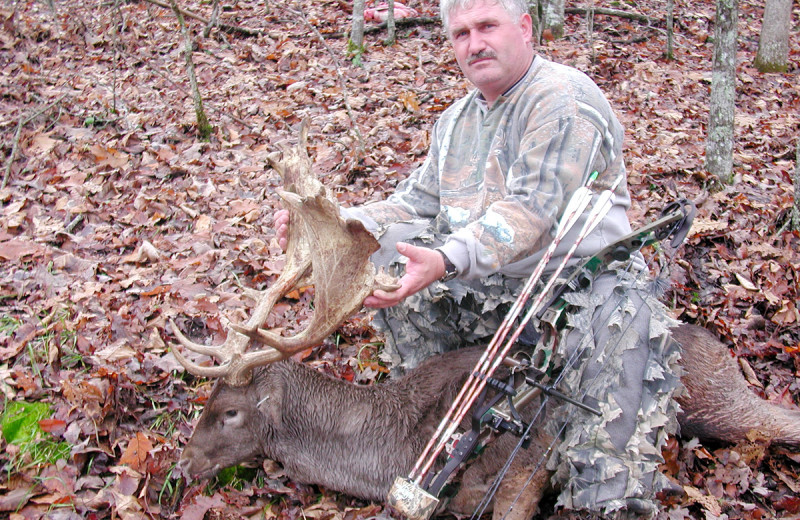 Fallow Deer hunting at Caryonah Hunting Lodge.