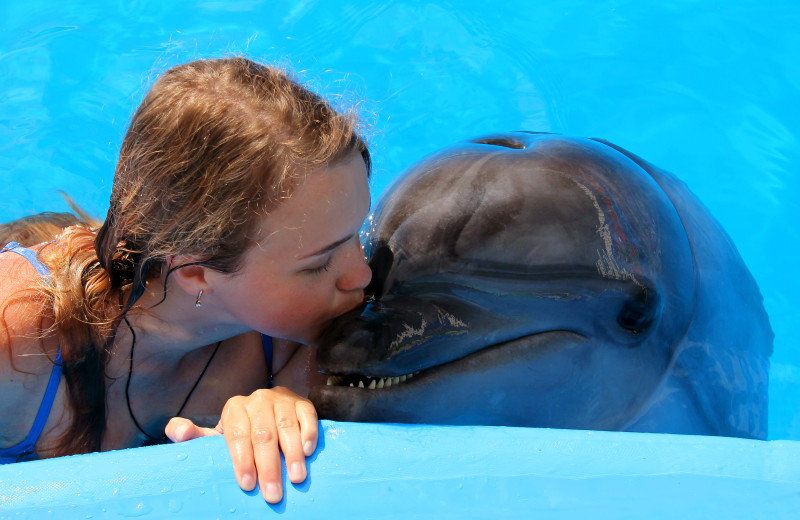 Dolphin encounter at Paradise Island Beach Club.