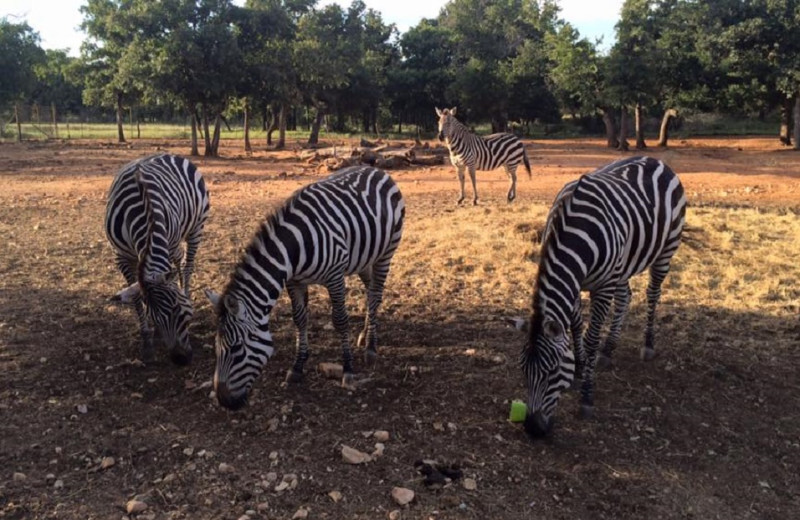 Petting zoo at The Exotic Resort Zoo.