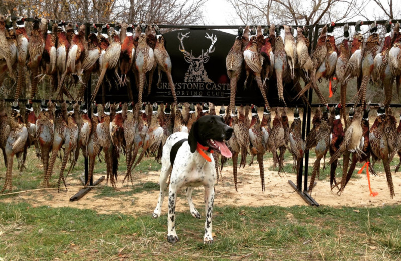 Hunting at Greystone Castle Sporting Club.