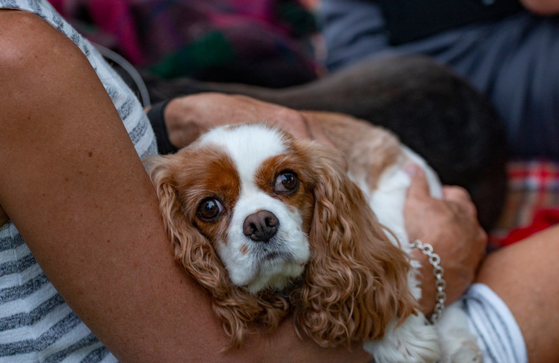 Pets welcome at Ruttger's Bay Lake Lodge.