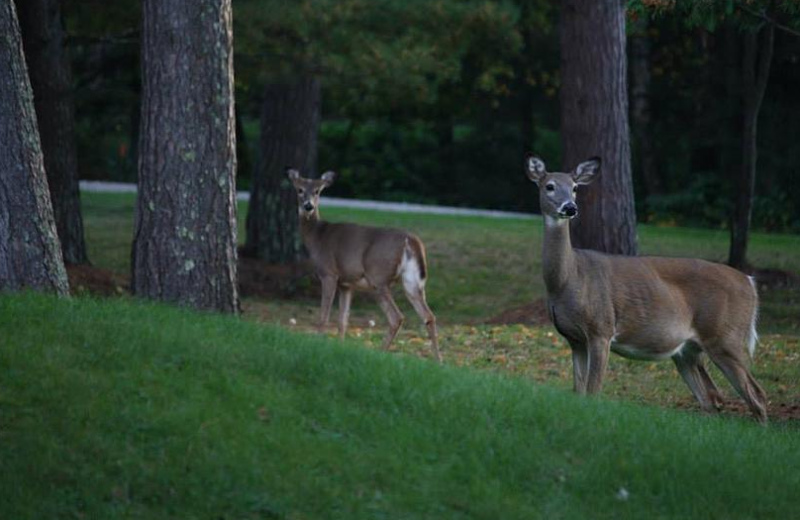 Deer at North Country Inn.