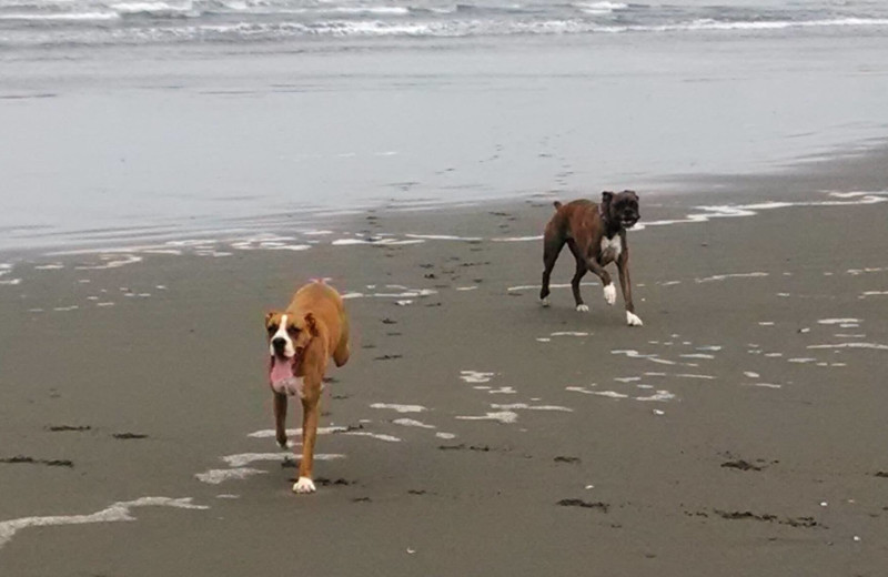 Pet friendly rentals at Redwood Coast Vacation Rentals.