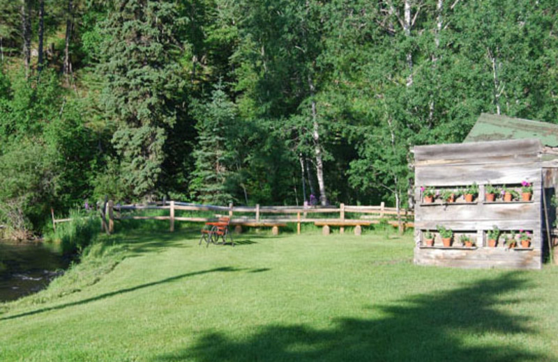 Forest view of Newton Fork Ranch.