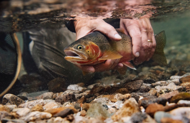 Fishing at Mountain Springs Lodge.