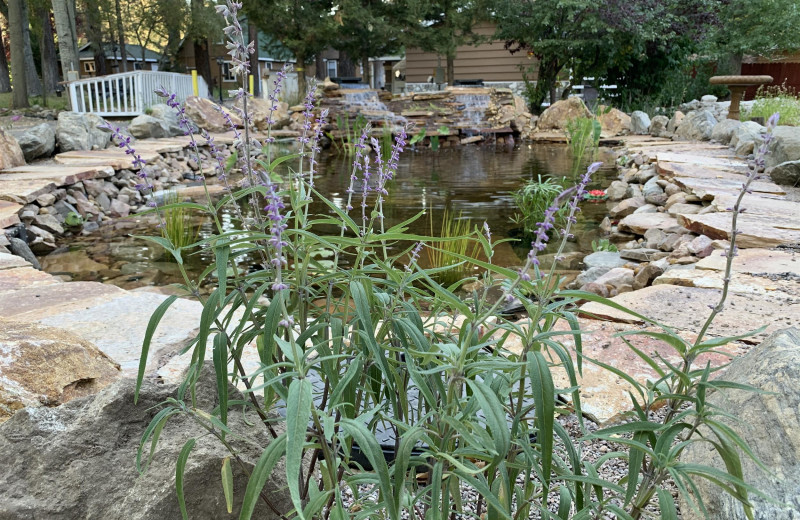 Pond at Grey Squirrel.