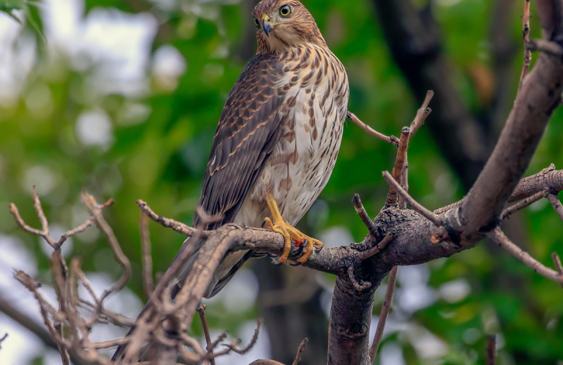 Hawk near Grand Bear Resort at Starved Rock.