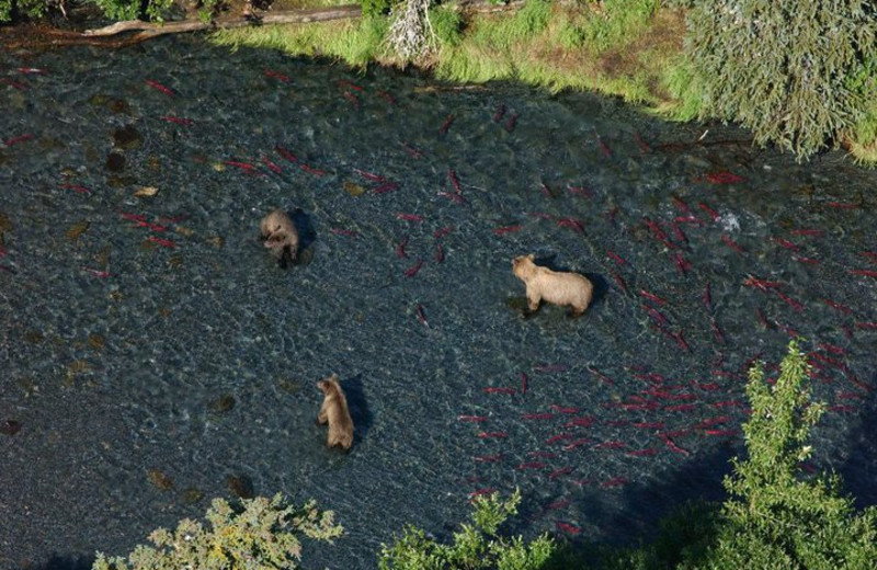 Bears catching salmon at Trail Lake Lodge.