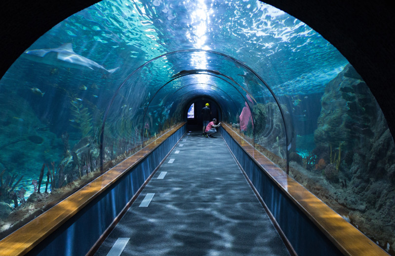 Aquarium near Old Creek Lodge.