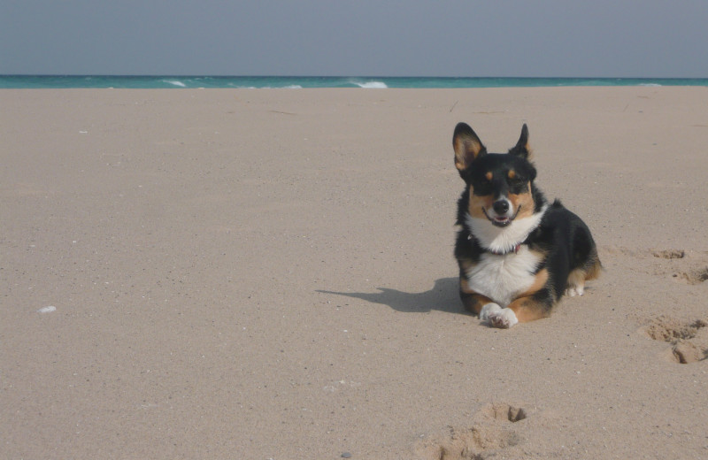Pets welcome at Chimney Corners Resort.