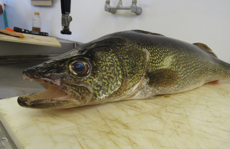 Fishing at Lakeview Lodge.