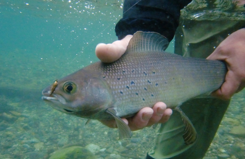 Fishing near Lake Clark Inn.