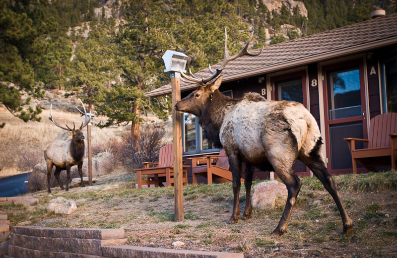 Wild life at McGregor Mountain Lodge.