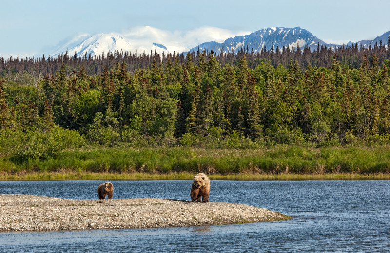 Brown bears at Alaska's Gold Creek Lodge.