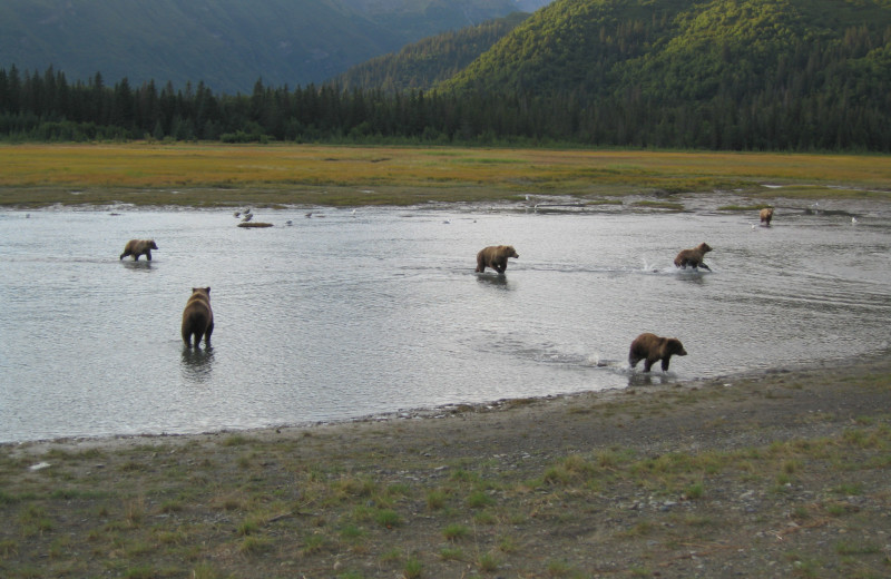 Bears at Great Alaska Adventure Lodge.