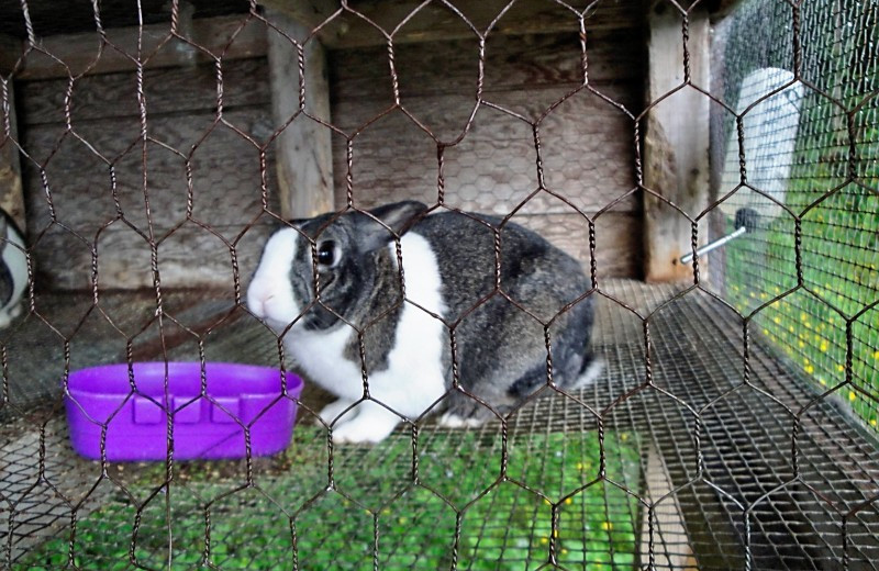 Bunny at Grant's Camps.