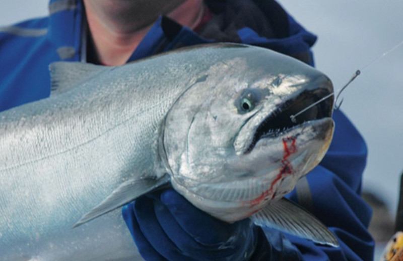 Fishing at Alaska's Big Salmon Lodge.