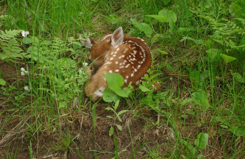 Fawn at Serenity Bay Resort.