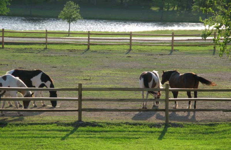 Animals at Stablewood Springs Resort