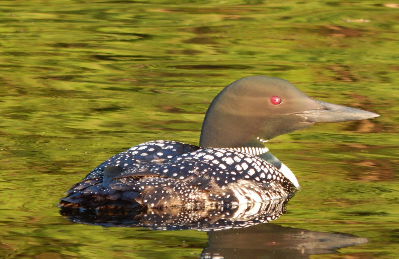 Loon at Northern Lights Resort.