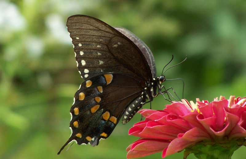 Butterfly On Flower at Barnsley Gardens Resort 