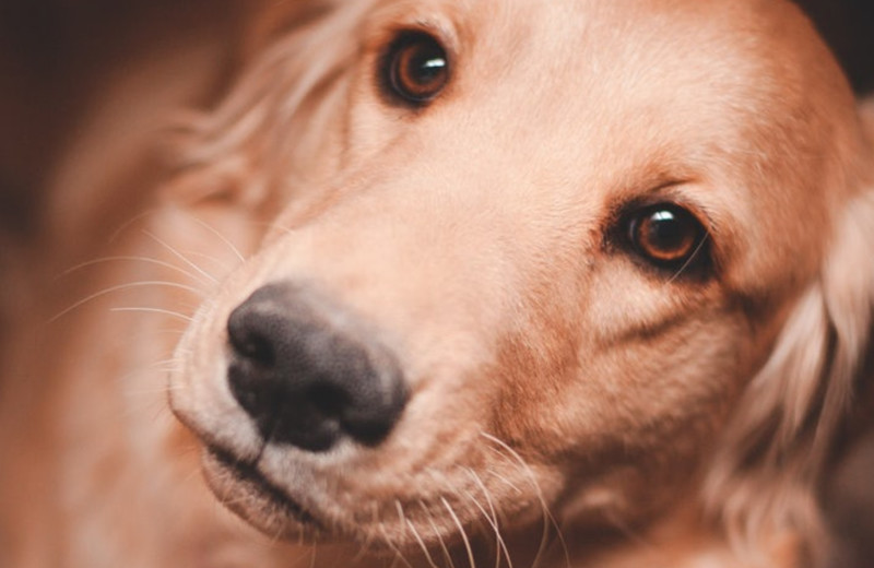 Pets welcome at Inn by the Bay Monterey.