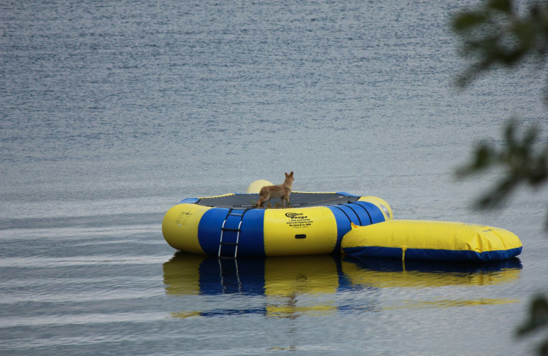 Local wildlife at Finn'n Feather Resort.