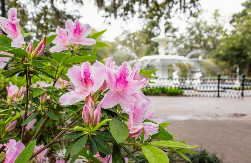 Park near Tybee Vacation Rentals.