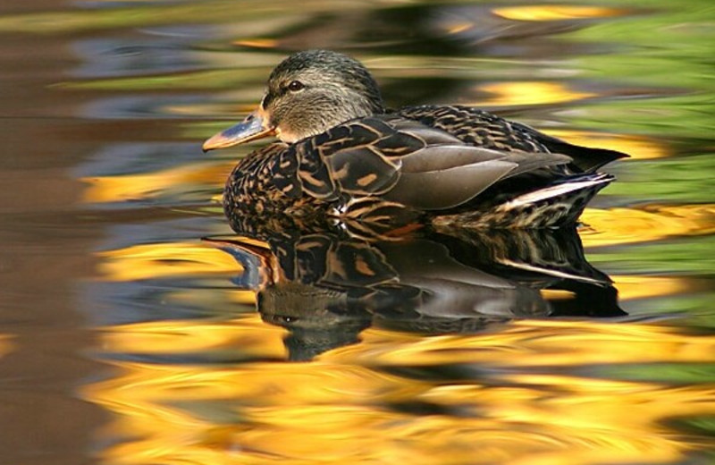 Duck at Ash-Ka-Nam Resort.