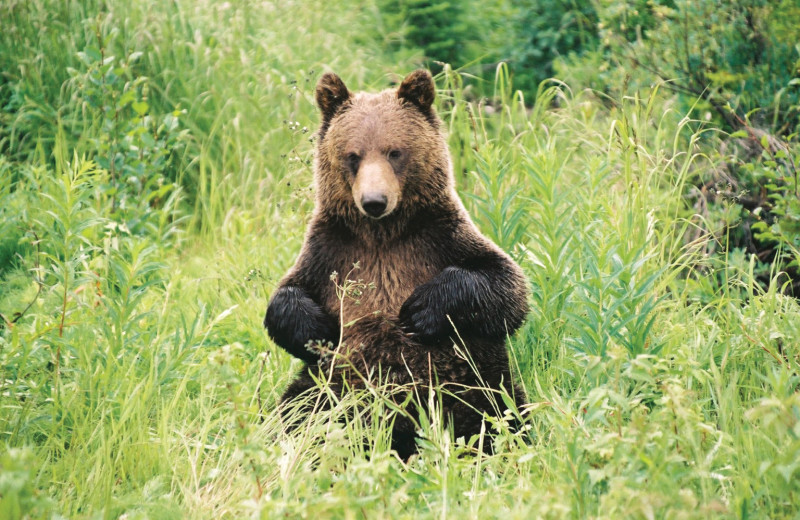 Grizzly bear at Johnston Canyon Resort.