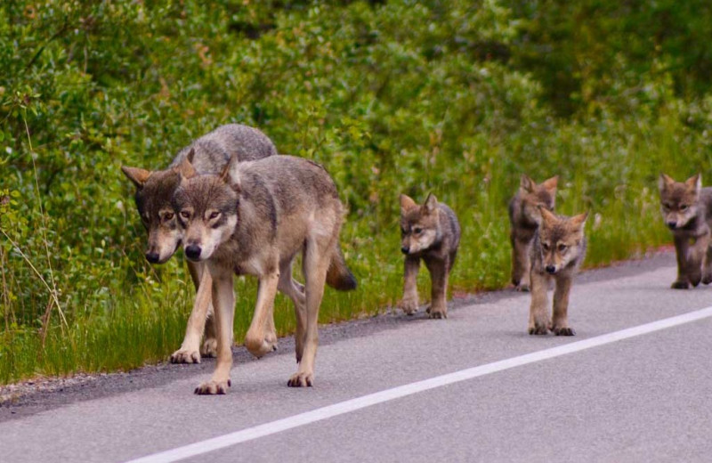 Wolf family at Johnston Canyon Lodge & Bungalows.