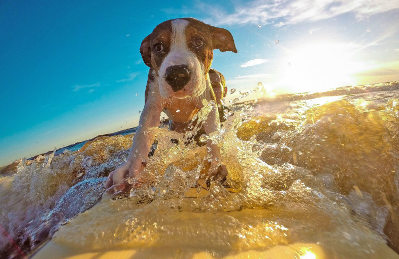 Pets welcome at Coastal Accommodations.