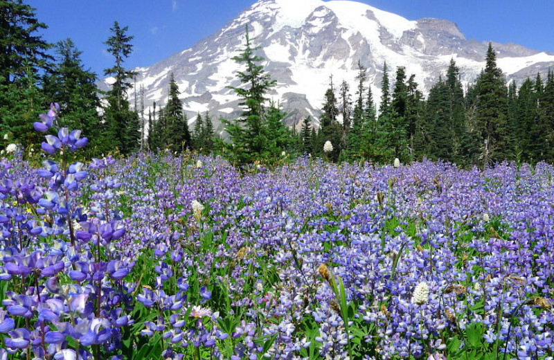 Field of flowers at Jasmer's Rainier Cabins & Fireplace Rooms.