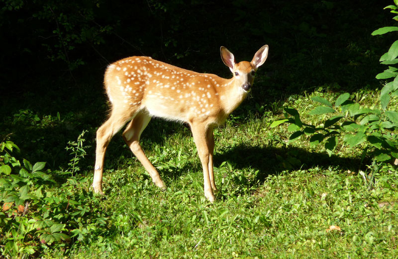 Deer at The Elms Waterfront Cottages.