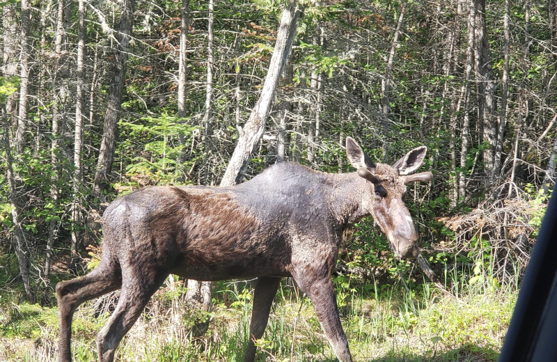 Moose at The Birches Resort.