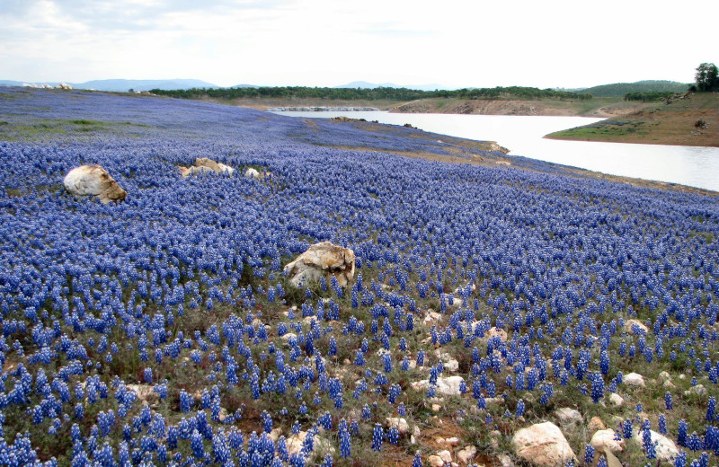 Spring time at Lake Don Pedro.