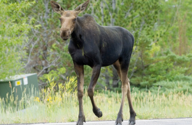 Moose at Steamboat Lodging Properties.