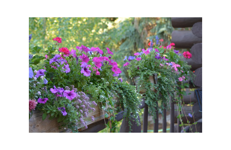 Garden at Rimrock Dude Ranch.