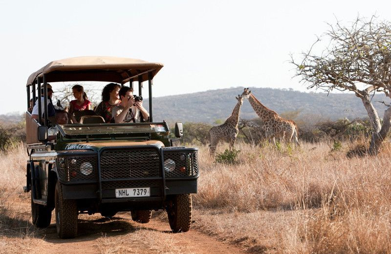 Game drive at Zululand Tree Lodge.