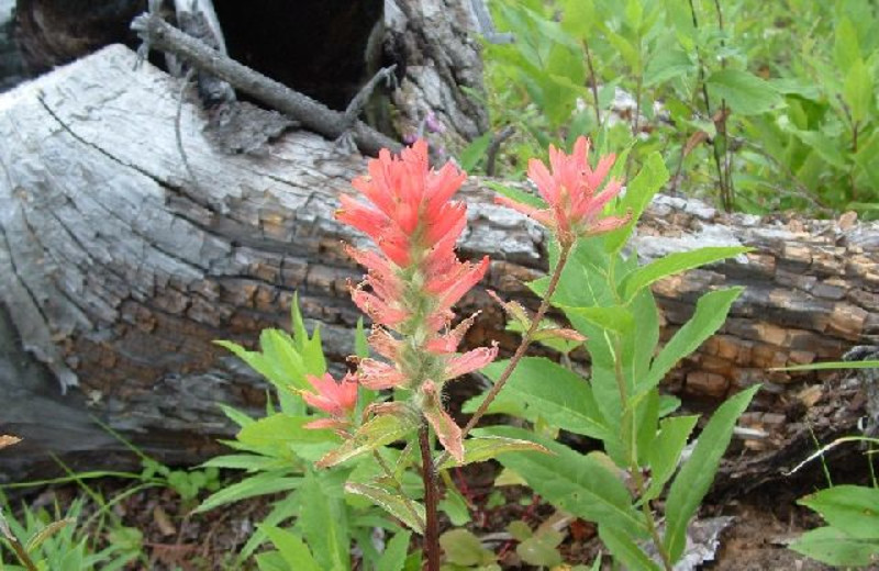 Wild plants at Cheechako Cabins.