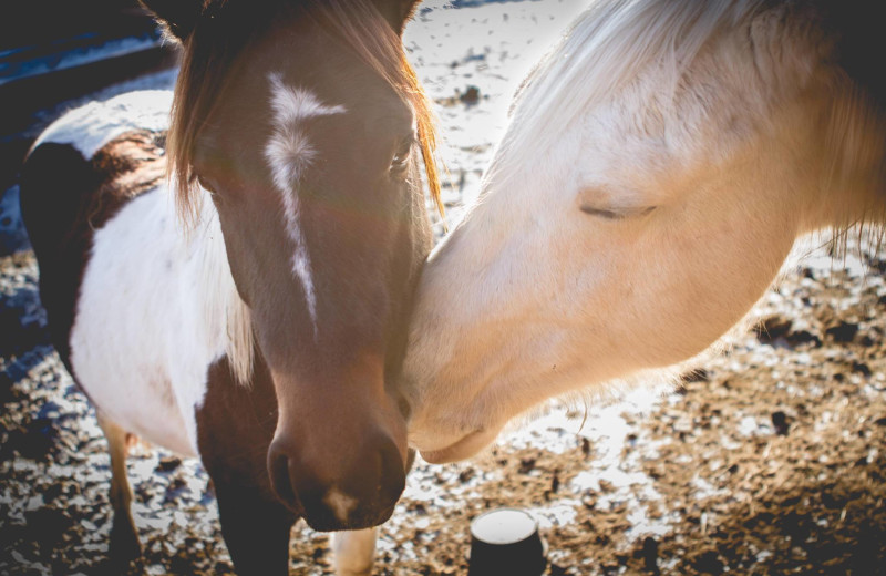 Horses at Ghost Canyon Ranch.