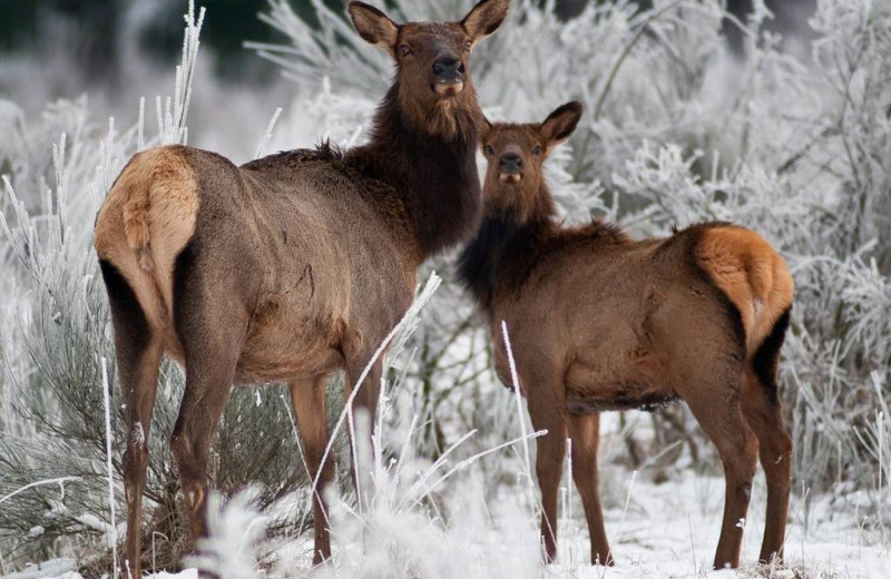 Elk at Packwood Lodge.